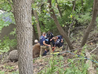 Man pinned by falling tree